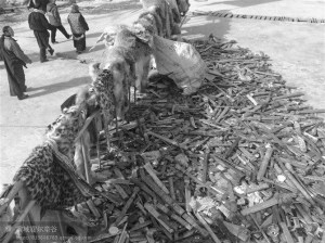 Tibetans hand in knives and wild animals pelts to be destroyed as a gesture of non-violence, eastern Tibet. | Photo: savetibet.org. 